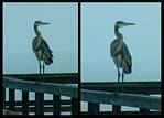 (12) great blue heron montage.jpg    (1000x720)    267 KB                              click to see enlarged picture
